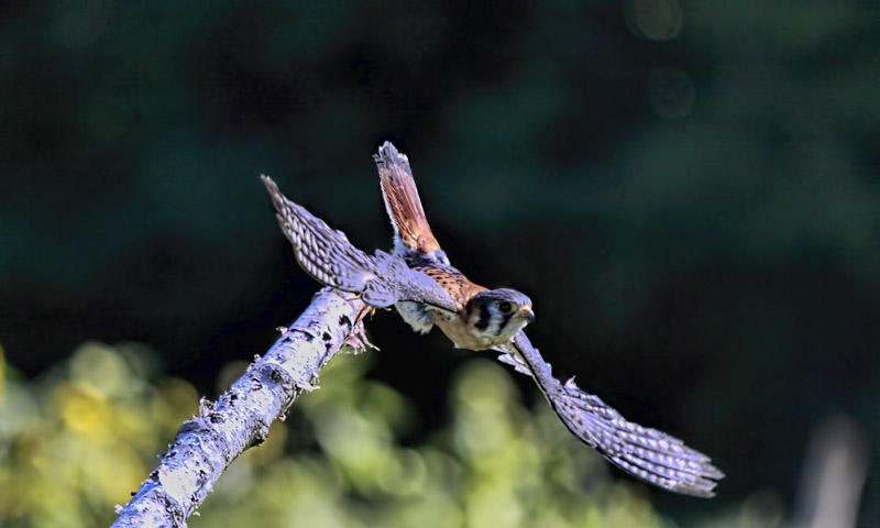 American Kestrel