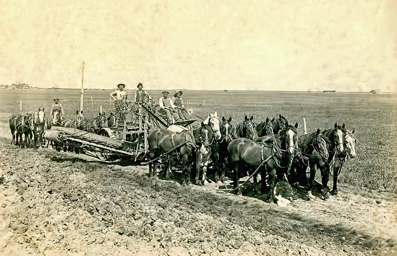 Sixteen Horses
