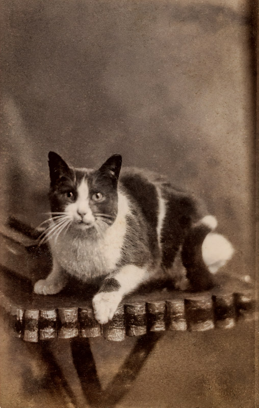 Old Cat
