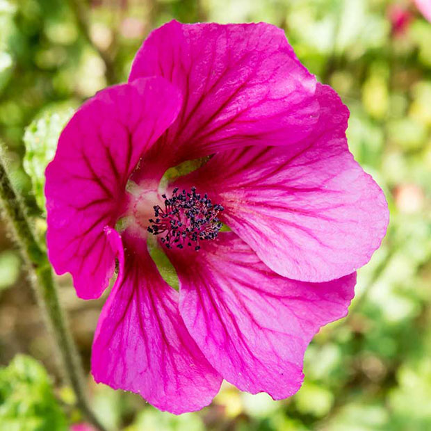 img_6979.jpg Tree Mallow - Samars Manor, St Clements -  A Santillo 2016