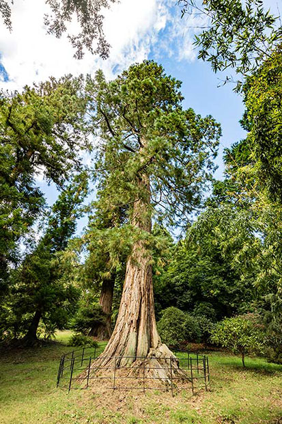 IMG_7197.jpg Giant Redwood, Killerton Gardens - Devon -  A Santillo 2016