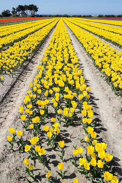 IMG_6058.jpg Field of tulips - Saint-Jean-Trolimon Brittany France -  A Santillo 2014