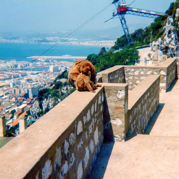 Gibraltar_05.jpg Barbary Apes - Queens Road Gibraltar -  A Santillo 1979