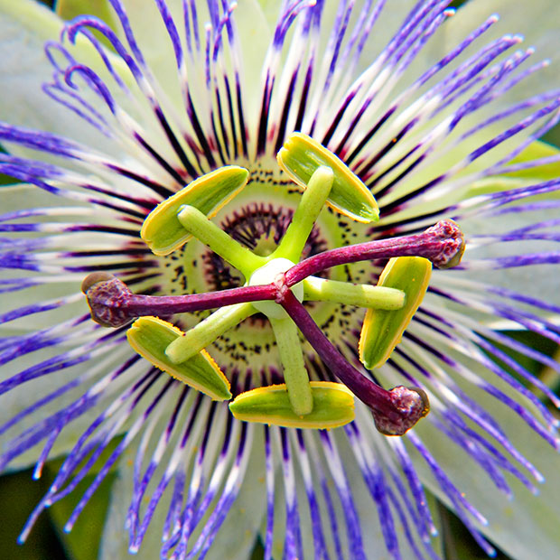 _MG_2042A-7in-x7in-300dpi.jpg Passion Flower - Overbecks -  A Santillo 2008