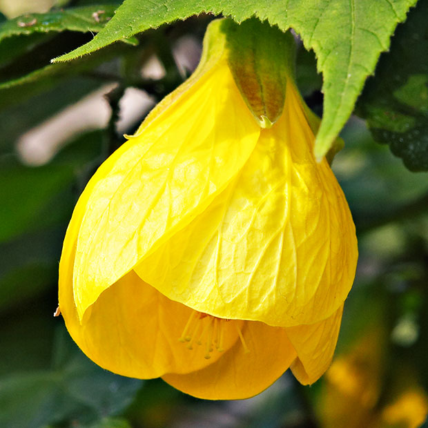 CRW_02357B-7in-x-7in-300dpi.jpg Malvaceae abutilian spp. Chinese Lantern - Warm Temperate Biome -  A Santillo 2004