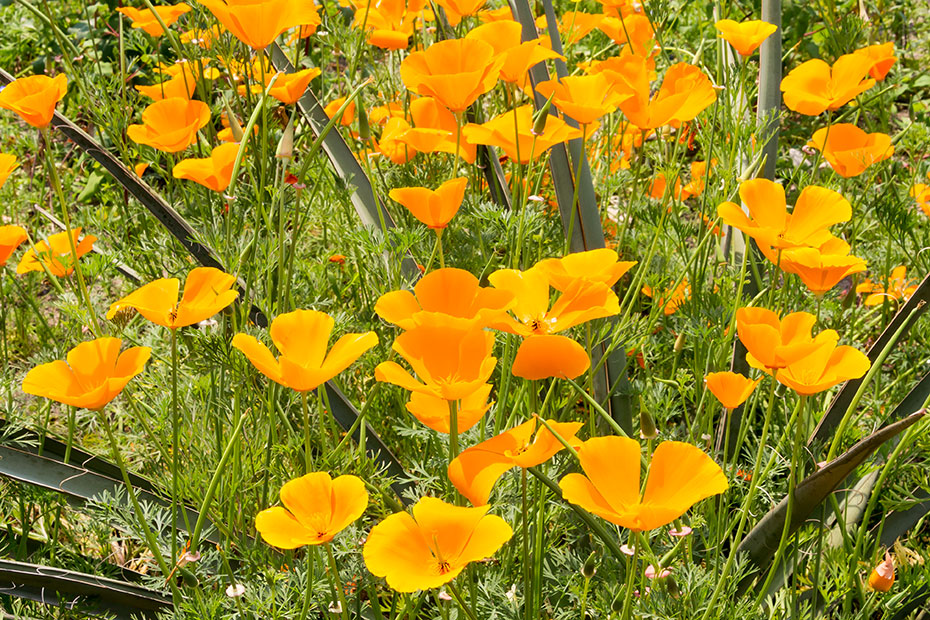 IMG_4264.jpg Californian Poppies papaver - Mediterranean Biome -  A Santillo 2013