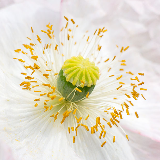 IMG_4561.jpg Poppy Papaver - The Garden House -  A Santillo 2013