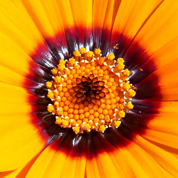 _MG_1731B.jpg Osteospermum - Asteraceae - The Garden House -  A Santillo 2007