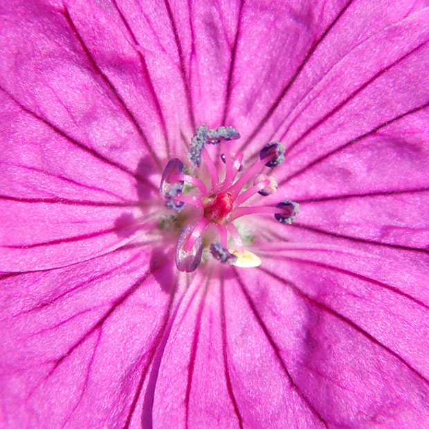 _MG_1759B-7in-x-7in-300dpi.jpg Geranium Ann Folkard - The Garden House -  A Santillo 2007