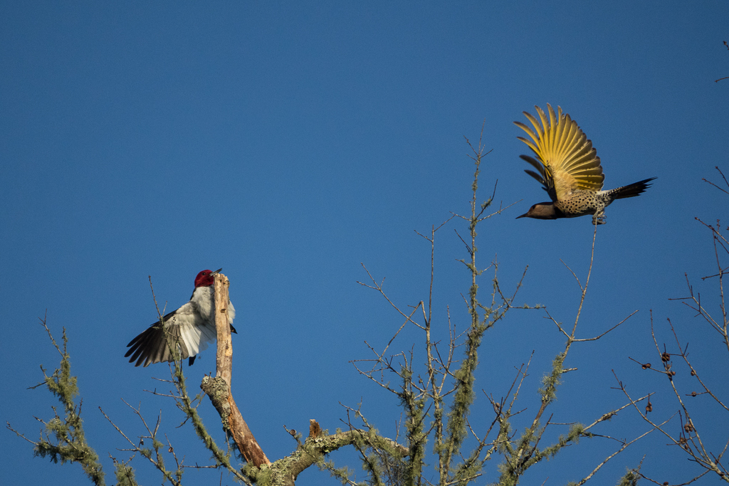 Northern Flicker interacting with Red-headed Woodpecker-00859.jpg