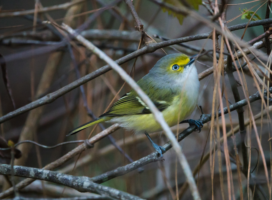 White-eyed Vireo 0029.jpg