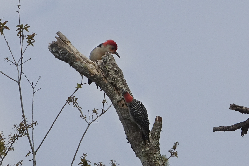 Red-bellied Woodpecker pair 1817.jpg
