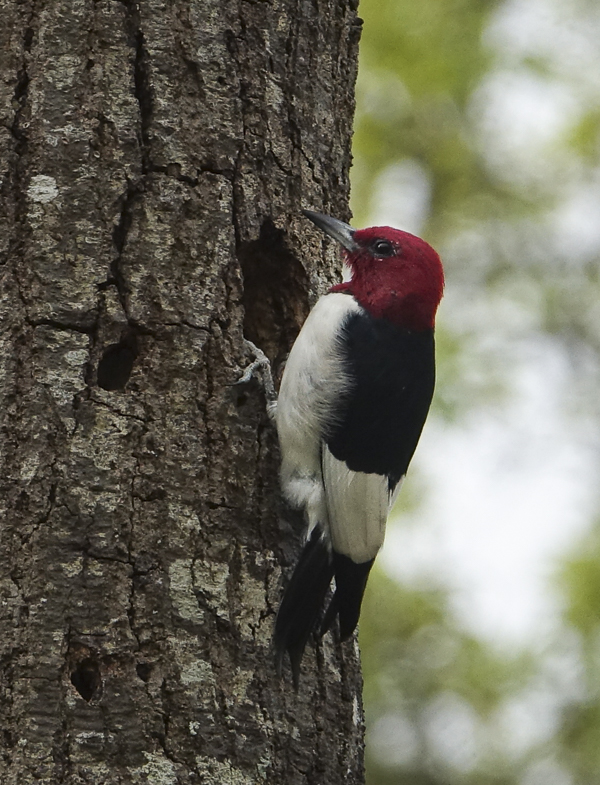 Red-headed Woodpecker1849.jpg