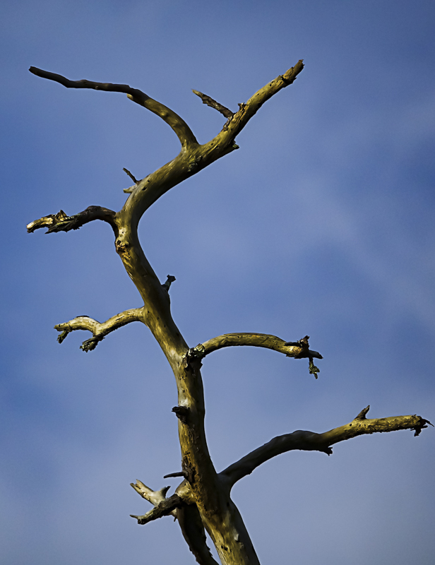 Dead tree