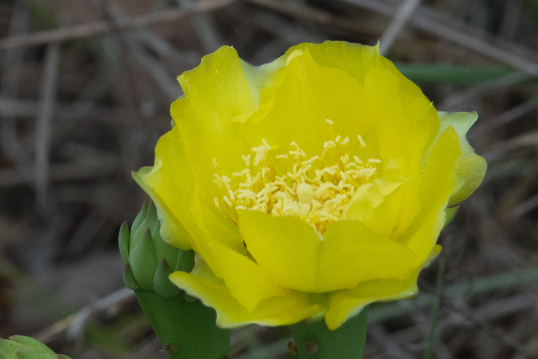 Prickly-pear Cactus