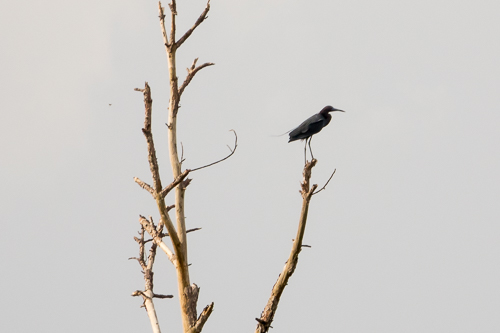 Little Blue Heron