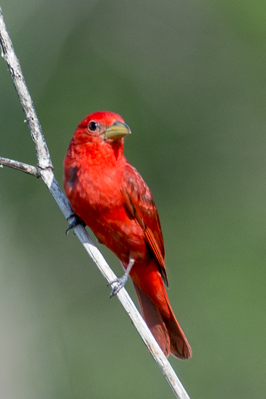 Summer Tanager