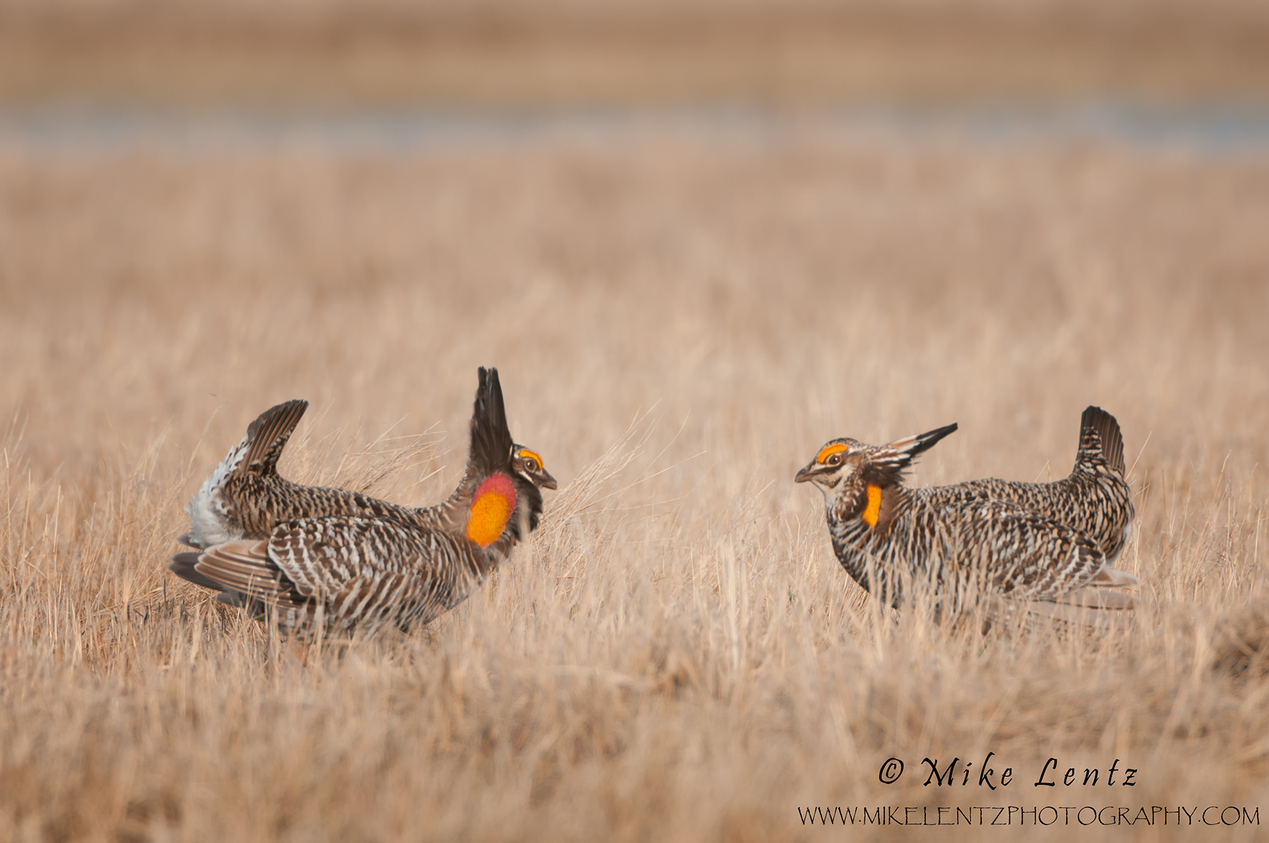 Prairie chicken stare down