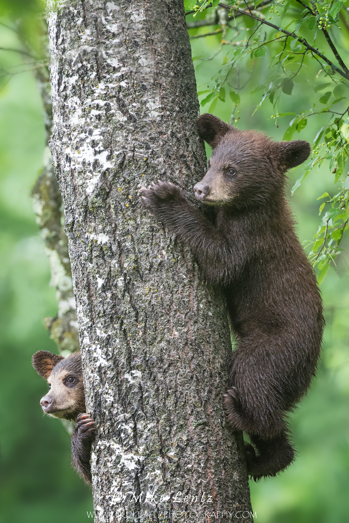 Black Bear cubs in tree photo Mike Lentz Nature Photography photos at