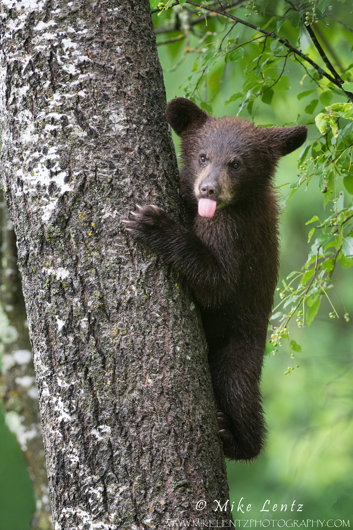 Tongues out!