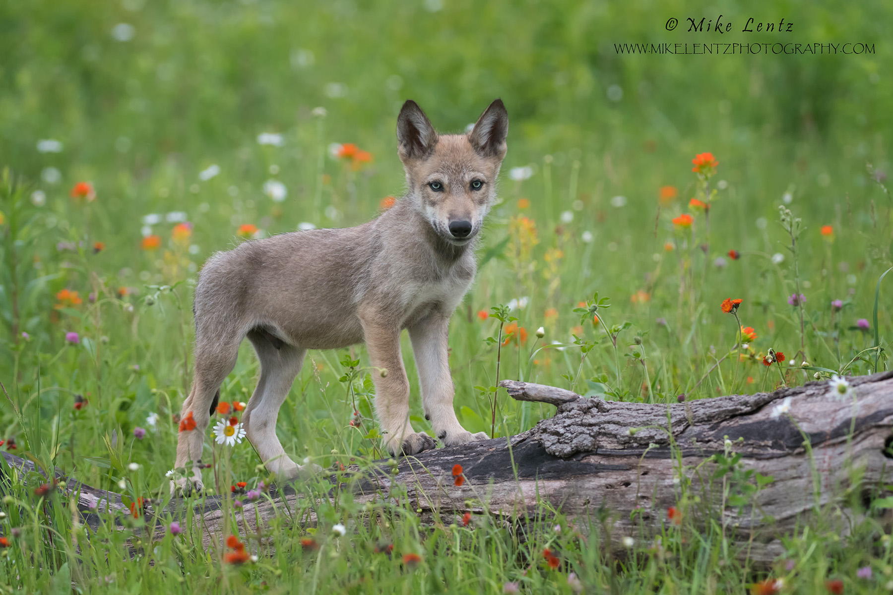 Wolf pup on log