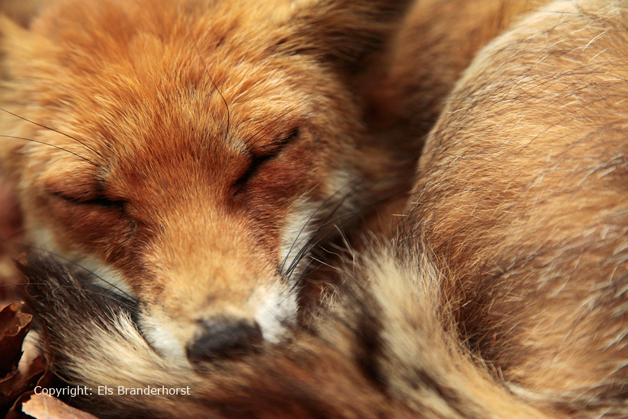 Slapende vos - Sleeping fox
