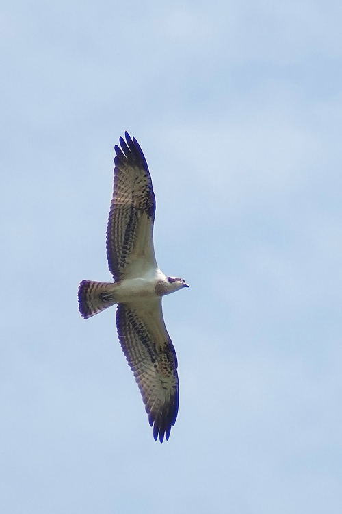 Visarend - Osprey - Pandion haliaetus