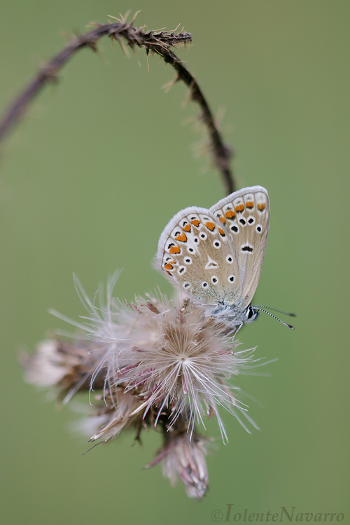 Icarusblauwtje - Common Blue - Polyommatus icarus