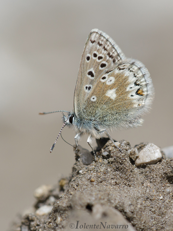 Noordelijk Manschildblauwtje - Glandon Blue - Agriades glandon