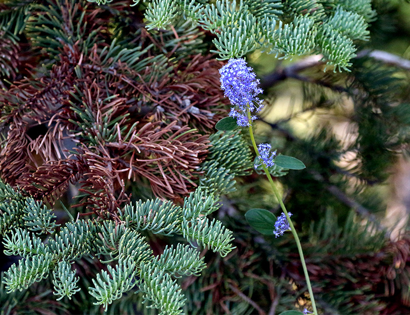 Blossoms and Needles