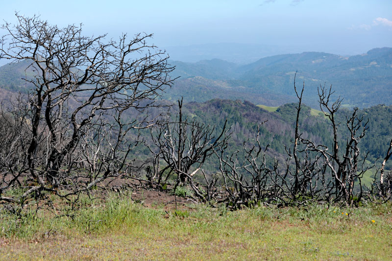 Sugarloaf burned manzanita