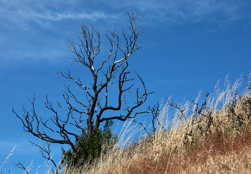 One year later Bald Mountain