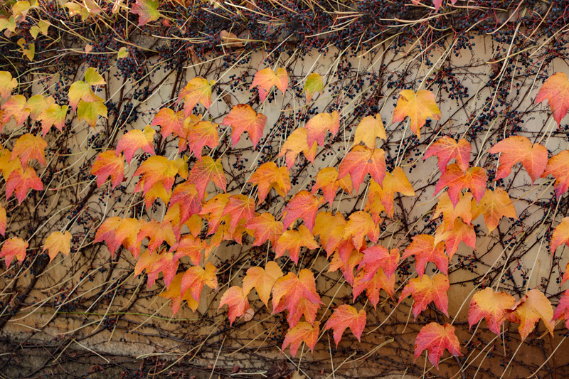 Chateau St Jean red leaves on wall