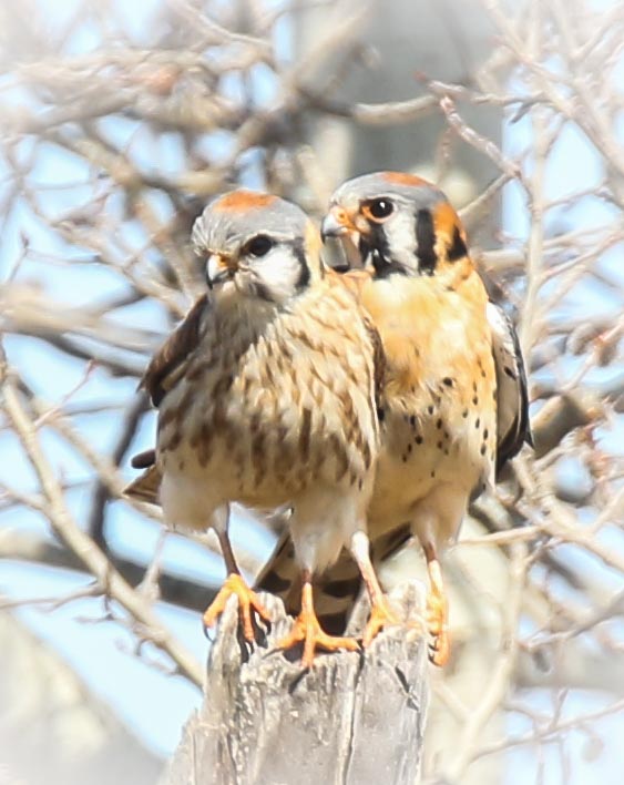American Kestrel