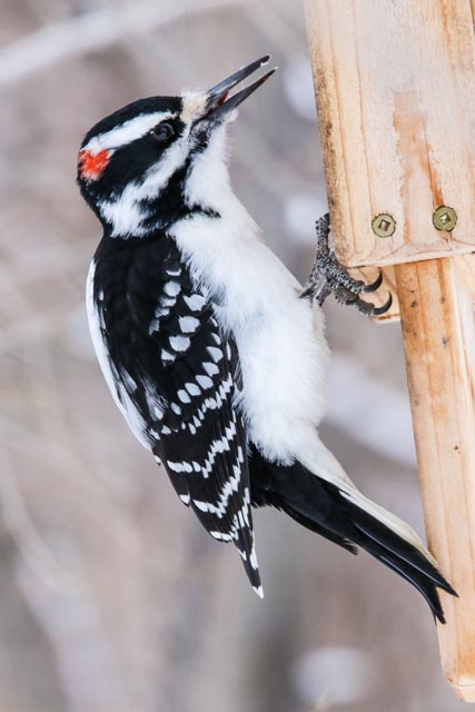 Hairy Woodpecker backyard 12.27.2014.jpg