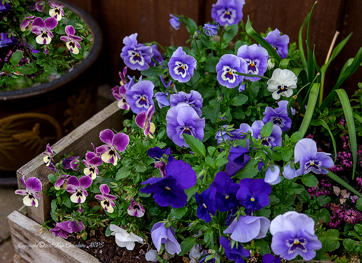 Pansies