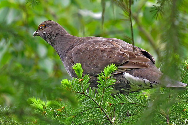 Grouse, Sooty 2955