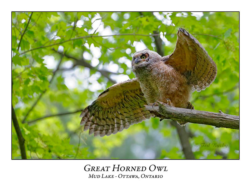 Great Horned Owl-064