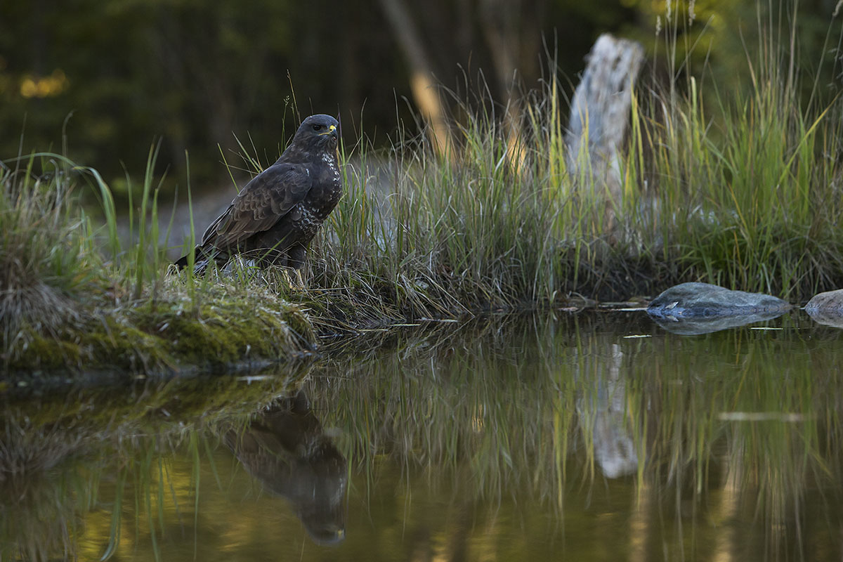 Musvk, Common Buzzard