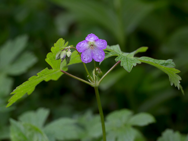 Wild Geranium