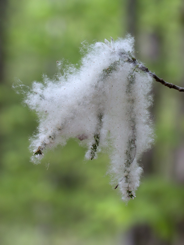 Bigtooth Aspen Seeds