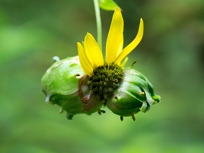 Green-headed Coneflower with Gall