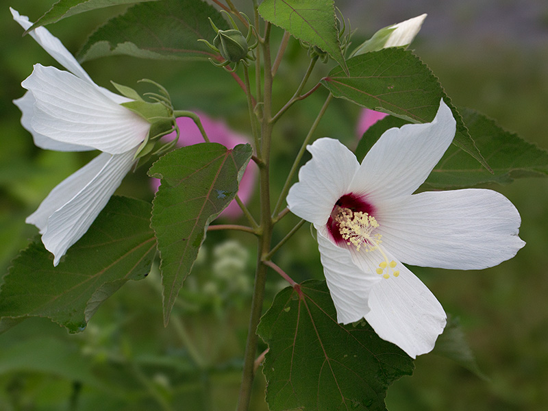 Rose Mallow