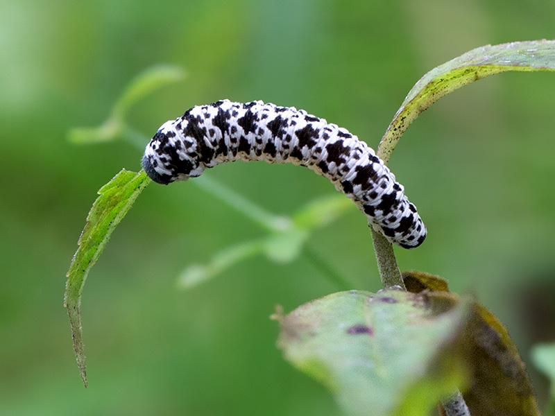 Sawfly Larvae (Tenthredo grandis)