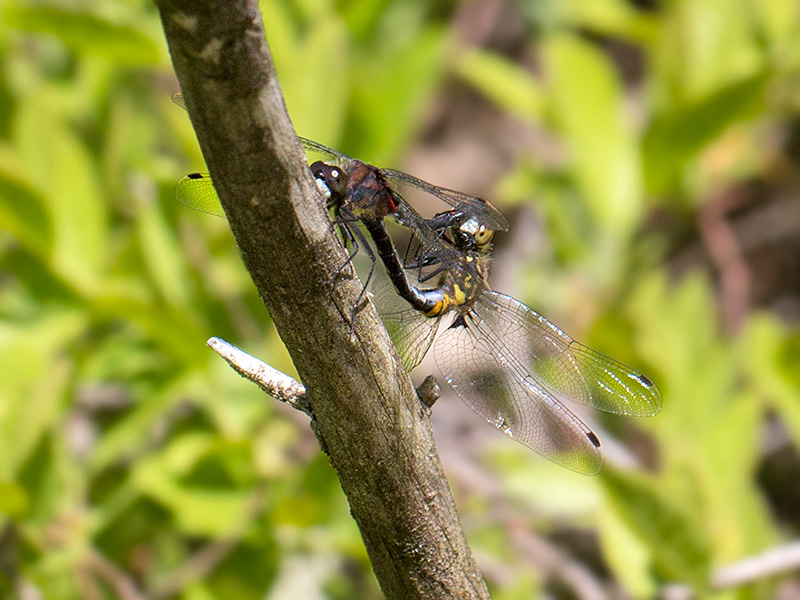 Crimson-ringed Whiteface Dragonflies