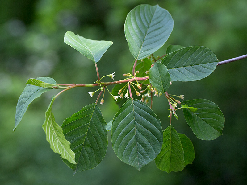 Glossy False Buckthorn