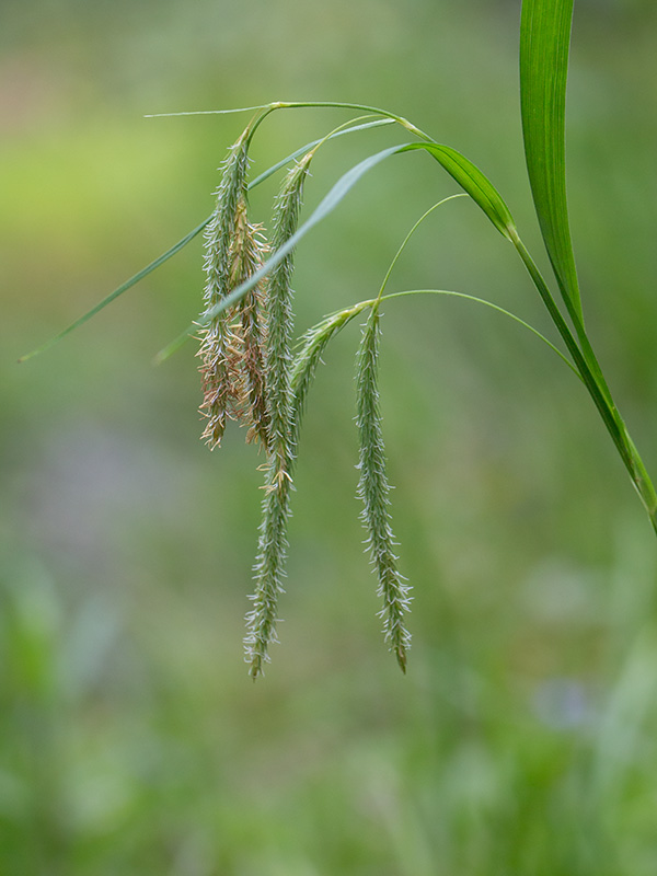 Fringed Sedge