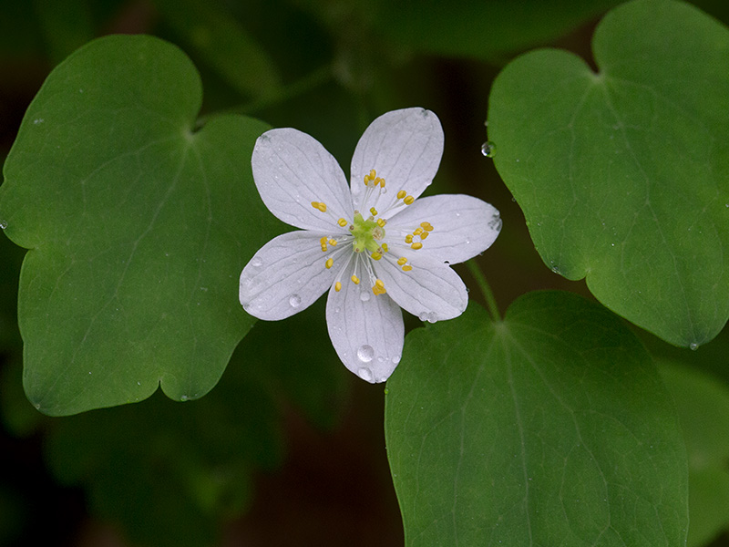 Rue Anemone