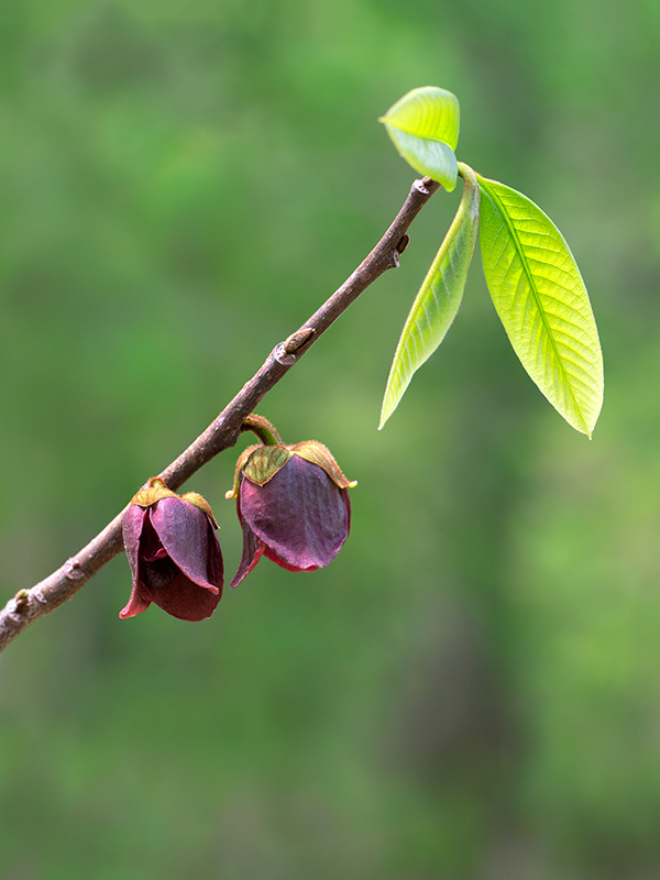 Pawpaw Tree