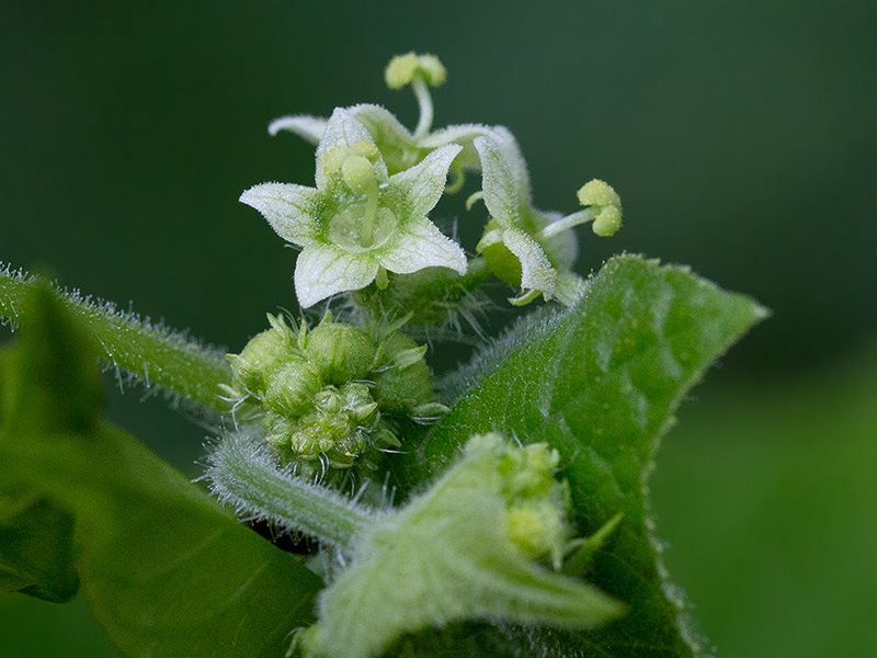 Bur Cucumber